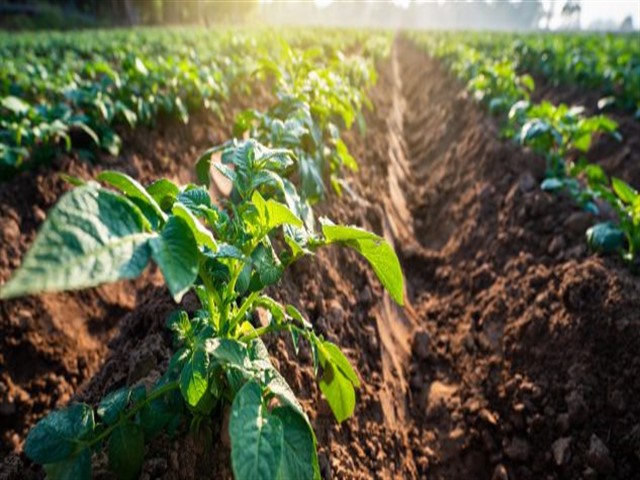 Bando pubblico Pacchetto Giovani - annualita' 2019 - Aiuto all'avviamento di attivita' imprenditoriali per i giovani agricoltori - Sostegno agli investimenti nelle aziende agricole finalizzati al miglioramento della redditivita'.